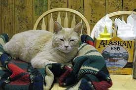 This town of Alaska elected a cat as their Mayor
