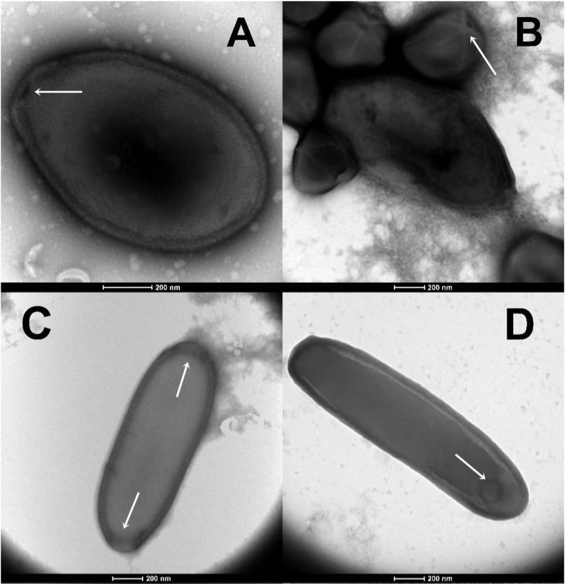 Scientists revive viruses trapped under ice for 48,500 years