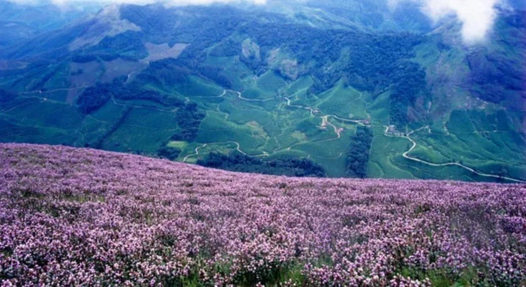 Flower that only blooms every 12 years in India